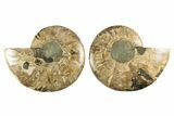 Cut & Polished, Agatized Ammonite Fossil - Madagascar #310718-1